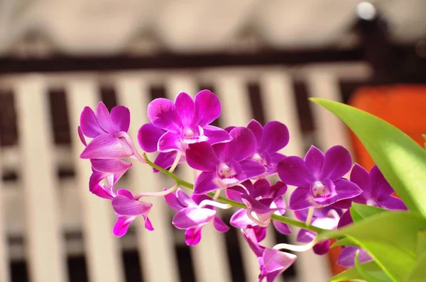 Красивые Фиолетовые Орхидеи Краю Дома — стоковое фото