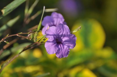 Soyut ışığa sahip renkli çiçekler ve arka plan için bokeh. Resmi Bahçe. Renkli çiçeklerden oluşan güzel bir bahçe. Bahçe düzenlemeleri. Park