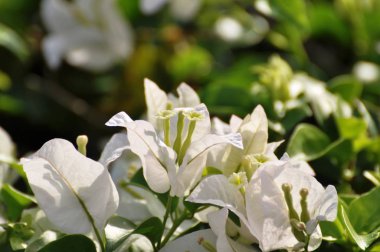 Soyut ışık ve bokeh arka plan için renkli çiçeklerle. Bahar resmi bahçe. Renkli çiçek güzel bahçe