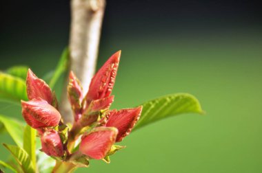Soyut ışık ve bokeh arka plan için renkli çiçeklerle. Bahar resmi bahçe. Renkli çiçek güzel bahçe