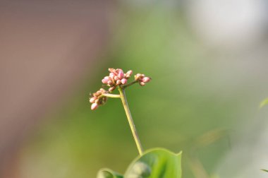 Soyut ışık ve bokeh arka plan için renkli çiçeklerle. Bahar resmi bahçe. Renkli çiçek güzel bahçe