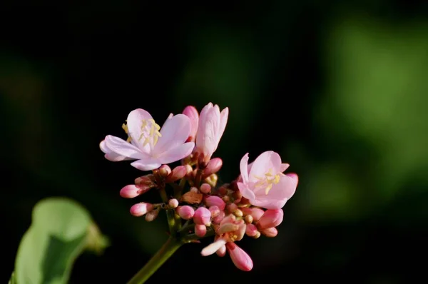 Soyut Işık Bokeh Arka Plan Için Renkli Çiçeklerle Bahar Resmi — Stok fotoğraf