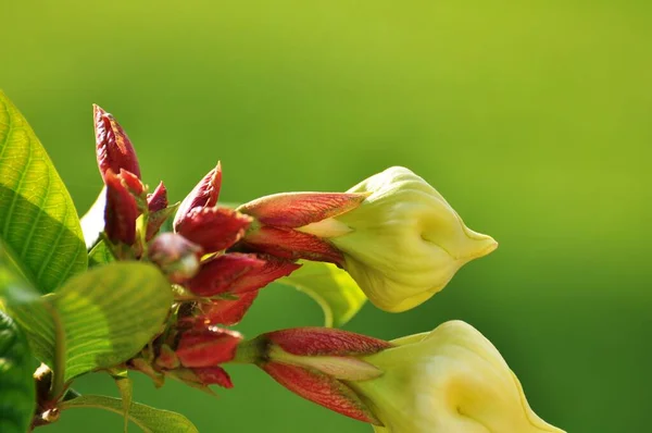 Kleurrijke Bloemen Met Abstracte Licht Bokeh Voor Achtergrond Lente Formele — Stockfoto