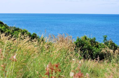 Koh Samet 'in sahil şeridine bakan tepedeki çimen çiçekleri.