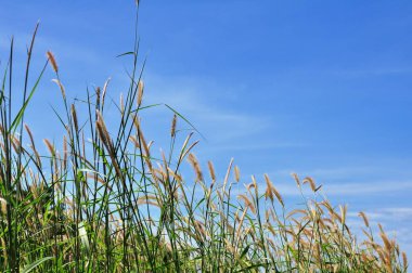 Koh Samet 'in sahil şeridine bakan tepedeki çimen çiçekleri.