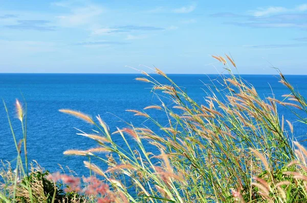 Das Gras Blüht Himmel Auf Dem Hügel Mit Blick Auf — Stockfoto