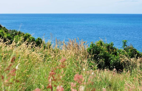 Das Gras Blüht Himmel Auf Dem Hügel Mit Blick Auf — Stockfoto