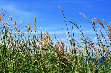 Koh Samet 'in sahil şeridine bakan tepedeki çimen çiçekleri.