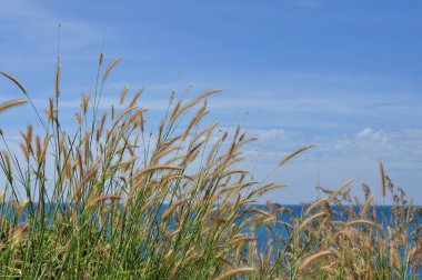 Koh Samet 'in sahil şeridine bakan tepedeki çimen çiçekleri.