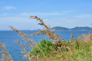 Koh Samet 'in sahil şeridine bakan tepedeki çimen çiçekleri.