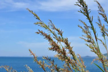 Koh Samet 'in sahil şeridine bakan tepedeki çimen çiçekleri.