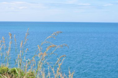 Koh Samet 'in sahil şeridine bakan tepedeki çimen çiçekleri.