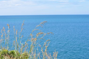 Koh Samet 'in sahil şeridine bakan tepedeki çimen çiçekleri.