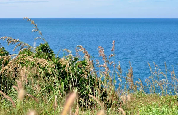 Grama Floresce Céu Colina Com Vista Para Litoral Koh Samet — Fotografia de Stock