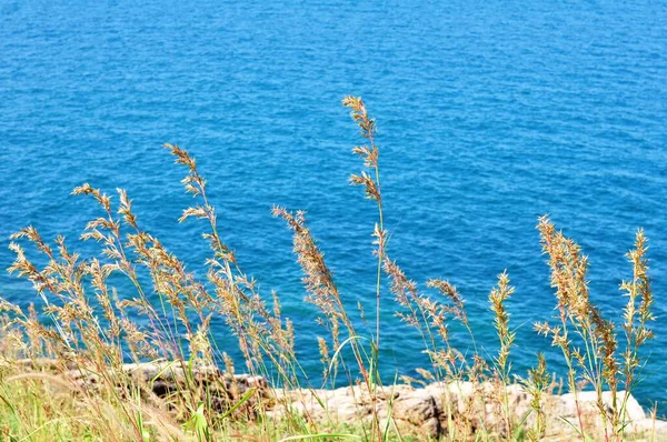 Koh Samet Sahil Şeridine Bakan Tepedeki Çimen Çiçekleri — Stok fotoğraf