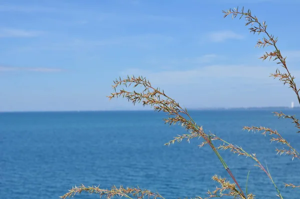 Trawa Kwiaty Niebie Wzgórzu Widokiem Morze Koh Samet — Zdjęcie stockowe