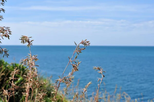 Das Gras Blüht Himmel Auf Dem Hügel Mit Blick Auf — Stockfoto