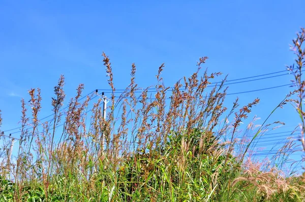Het Gras Bloeit Lucht Heuvel Met Uitzicht Kust Van Koh — Stockfoto