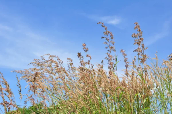 Травянистые Цветы Небе Холме Выходящем Север Острова Самет — стоковое фото