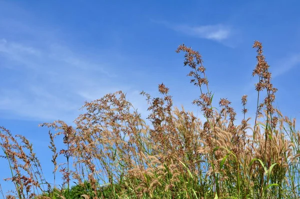 Het Gras Bloeit Lucht Heuvel Met Uitzicht Kust Van Koh — Stockfoto