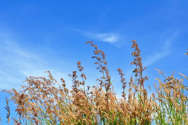Травянистые Цветы Небе Холме Выходящем Север Острова Самет — стоковое фото