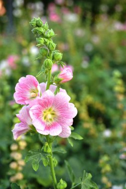 Bahçedeki güzel renkli çiçekler.