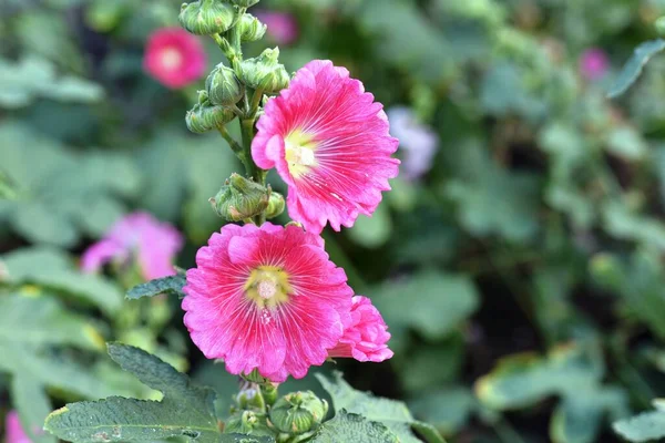 庭の美しい色とりどりの花々 — ストック写真