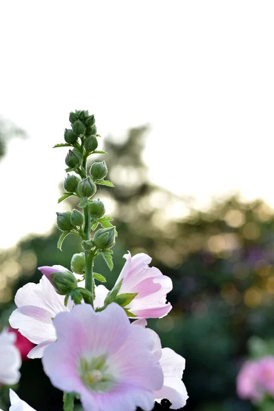 Belas Flores Coloridas Jardim — Fotografia de Stock