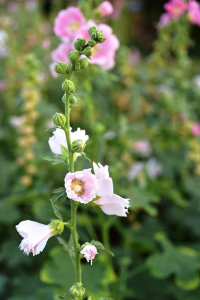 Vakre Fargerike Blomster Hagen – stockfoto