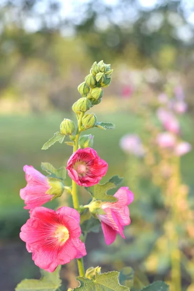 정원에 아름다운 색깔의 — 스톡 사진