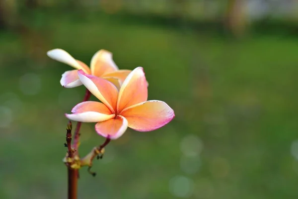 Hermosas Flores Colores Jardín — Foto de Stock