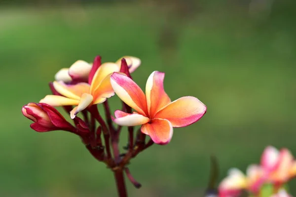 Belles Fleurs Colorées Dans Jardin — Photo