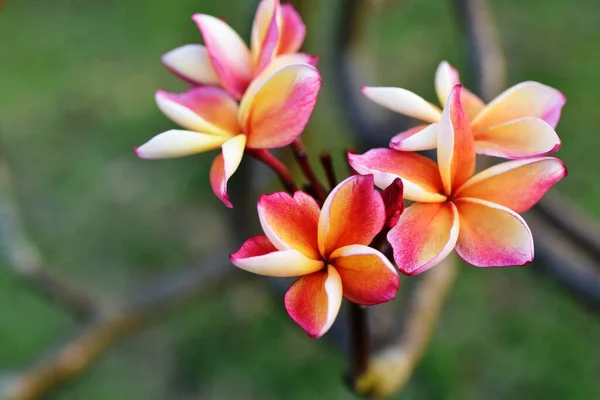 Красиві Барвисті Квіти Саду — стокове фото
