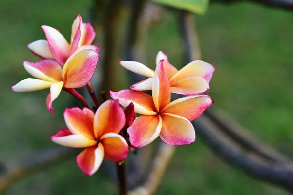 Bahçedeki Güzel Renkli Çiçekler — Stok fotoğraf