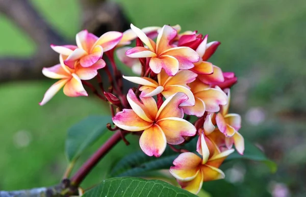 Belles Fleurs Colorées Dans Jardin — Photo