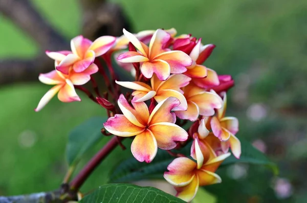 Krásné Barevné Květiny Zahradě — Stock fotografie