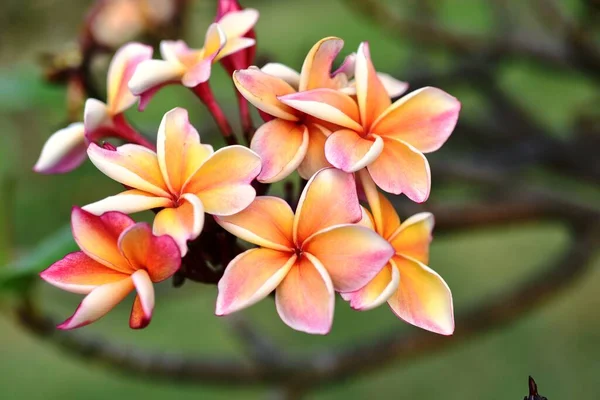 Vakre Fargerike Blomster Hagen – stockfoto