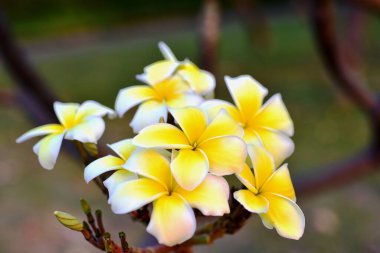 Bahçedeki renkli çiçekler, Plumeria çiçekleri. Bahçedeki güzel çiçekler. Yazın açan çiçekler.