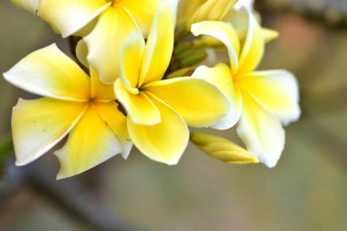 Bahçede renkli çiçek. Plumeria çiçek çiçeklenme. Güzel bahçe Blooming yaz aylarında çiçeklenir.