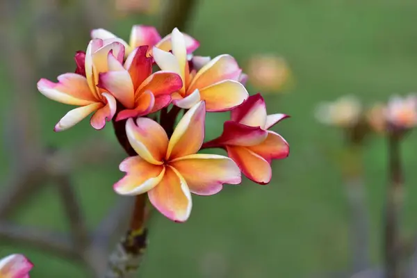 Krásné Barevné Květiny Zahradě — Stock fotografie