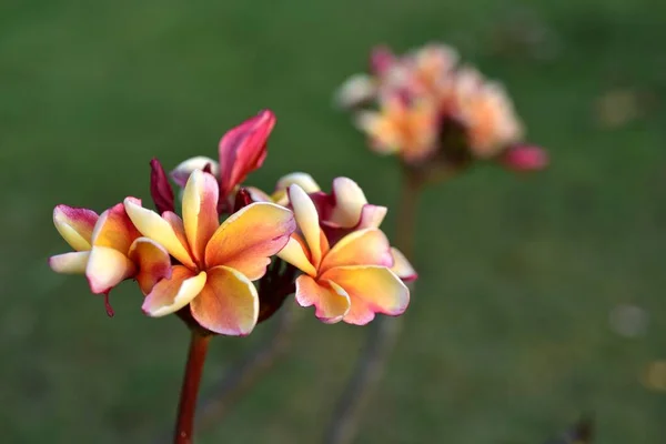 Gyönyörű Színes Virágok Kertben — Stock Fotó