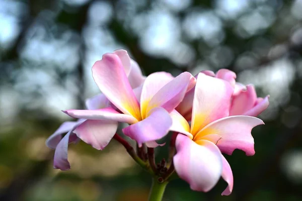 Schöne Bunte Blumen Garten — Stockfoto