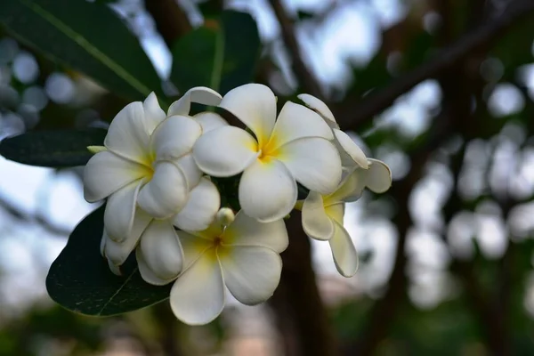 Schöne Bunte Blumen Garten — Stockfoto