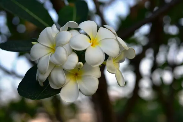 Kolorowe Kwiaty Ogrodzie Kwitnący Kwiat Plumeria Piękne Kwiaty Ogrodzie Blooming — Zdjęcie stockowe