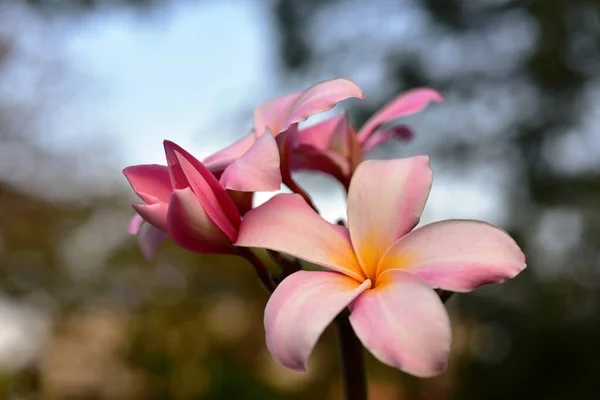 花园里美丽多彩的花 — 图库照片