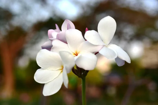 Schöne Bunte Blumen Garten — Stockfoto
