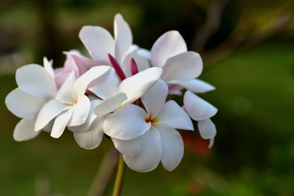 Fleurs Colorées Dans Jardin Fleurs Plumeria Fleurir Belles Fleurs Dans — Photo