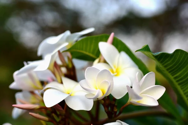 Kolorowe Kwiaty Ogrodzie Kwitnący Kwiat Plumeria Piękne Kwiaty Ogrodzie Blooming — Zdjęcie stockowe