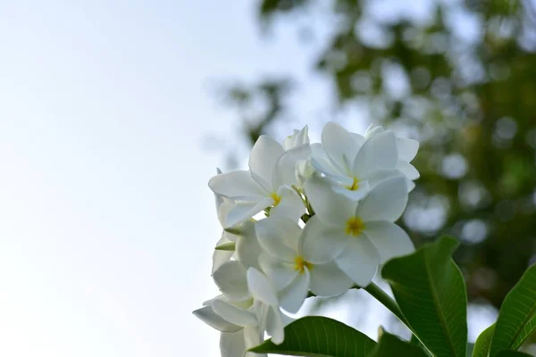 Όμορφα Πολύχρωμα Λουλούδια Στον Κήπο — Φωτογραφία Αρχείου