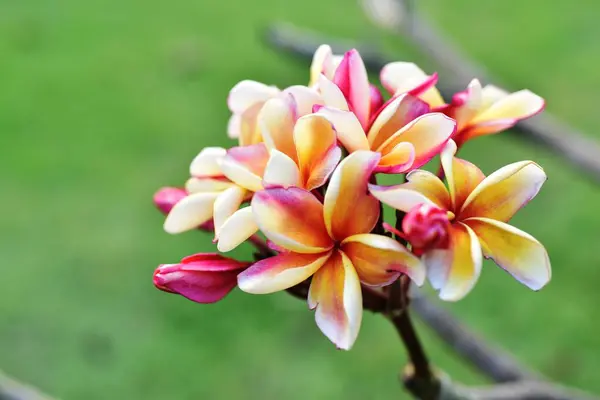 Bahçede Renkli Çiçek Plumeria Çiçek Çiçeklenme Güzel Bahçe Blooming Yaz — Stok fotoğraf